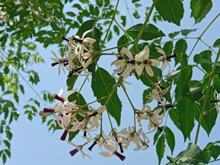 melia azedarach flowers pattern or flowers of chinaberry tree 