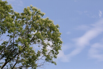 A tree branch with clouds on the background and negative space.