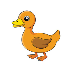  Realistic Comb Duck Bird Illustration