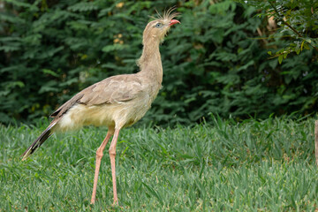 The Seriema moves through the grassland, its slender body built for swift movements and keen hunting.