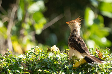 The Guira Cuckoo perched among the foliage, showcasing its striking yellow plumage and unique long tail.
