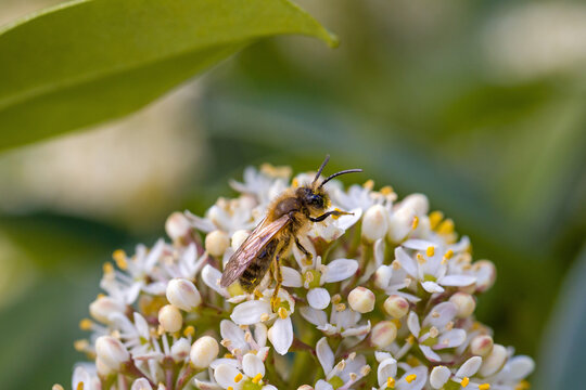 a sand bee or andrena with yellow pollen on its legs on the white blossoms of the japanese skimmia in sunlight - Powered by Adobe