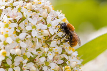 an european orchard bee with yellow pollen on the white blossoms of the japanese skimmia in sunlight