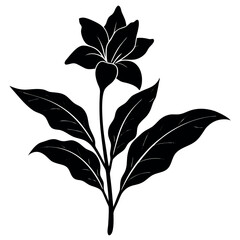 Canna-lily-silhouette-illustration 