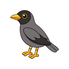  Common Hill Myna Bird Colorful Artwork
