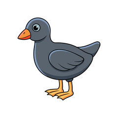  Realistic Common Moorhen Bird Illustration