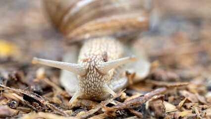 Snail or slug on the forest path
