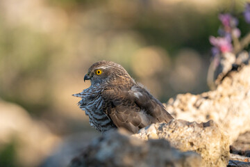 Common Sparrowhawk (Accipiter nisus) photographed in Spain