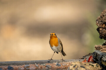 European Robin (Erithacus rubecula) photographed in Spain