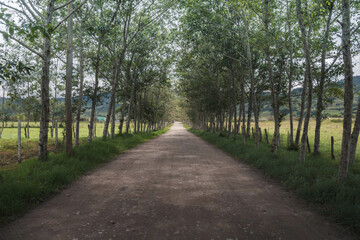 Rural road surrounded by trees