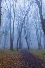 Fototapeta premium Morning fog in the spring forest
