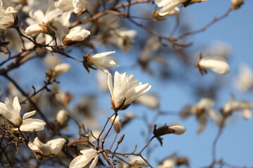 Spring flowers and magnolia blossom.