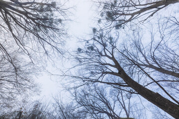 Morning fog in the spring forest