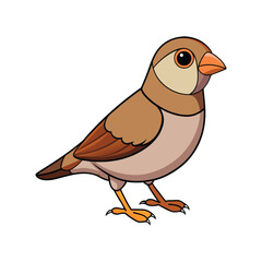  Desert Finch Bird Colorful Artwork