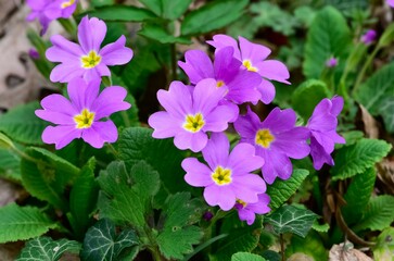 natural flowers and plants. primrose photos.