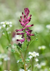 photographs of medicinal herbs and flowers growing in rural areas.