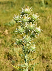natural plants. wild thorn plant photos.