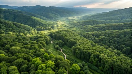 Aerial view of dense green forests