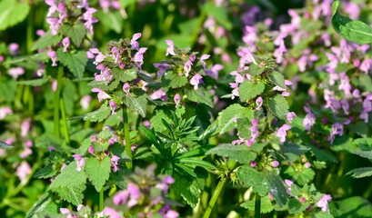 photos of wildflowers and wildflowers. dead nettle flower.