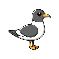  Vivid Franklin's Gull Bird Design