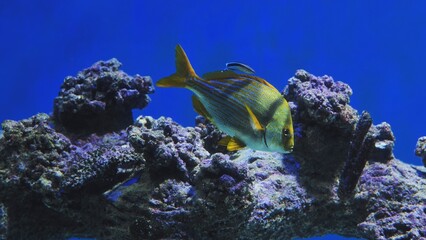 Yellow and blue fish swimming over a coral reef in a deep blue sea
