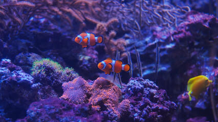 Two clownfish swimming near coral reef in blue aquarium
