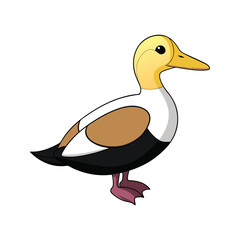  Vivid King Eider Bird Design