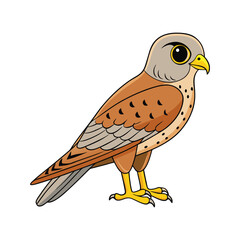  Stunning Lesser Kestrel Bird Illustration