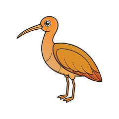  Elegant Long-billed Curlew Bird Vector