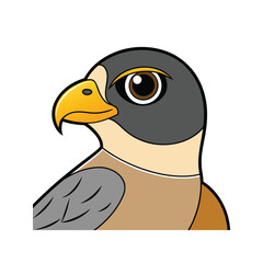  Realistic Peregrine Falcon Bird Illustration