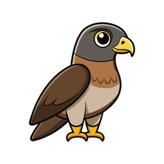  Swainson's Hawk Bird Realistic Illustration