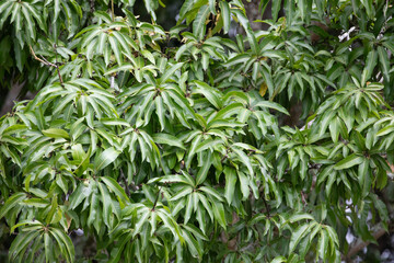 Mango tree leaves in close proximity.