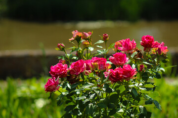 A bunch of pink roses growing in a garden next to a pond