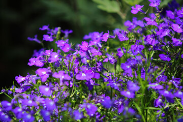 Fototapeta premium A bunch of purple flowers that are in the grass
