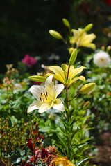 A white and yellow lily in the middle of a flower garden