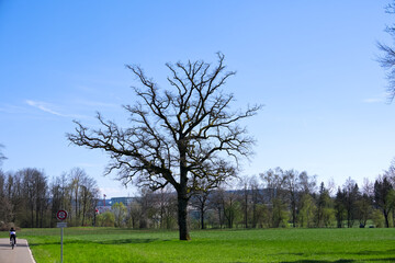 Scenic view of rural landscape with beautiful bare tree on a sunny spring day near the Swiss Airport Zürich Kloten. Photo taken April 3rd, 2025, Zurich Kloten, Switzerland.