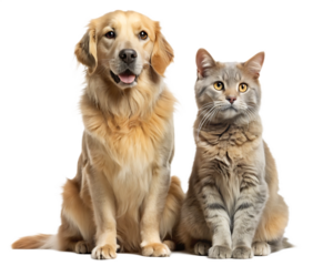 golden retriever dog and a gray cat sitting side isolated on white background PNG. GENERATIVE AI