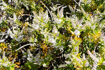 Species with small white flowers in a spike shape