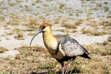 Ibis species alone on sparse grass vegetation