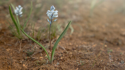 Hyacinthium officinale bloom. The quiet beauty of nature. Blurred natural background