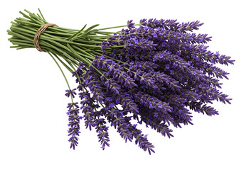 Fresh lavender stems neatly arranged, vibrant purple and clearly detailed, isolated white.
