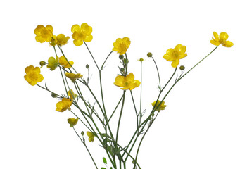 Yellow wildflower, western buttercup, Ranunculus, isolated on white, clipping path