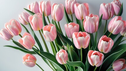 Fototapeta premium Bouquet of pink tulips against a white backdrop.