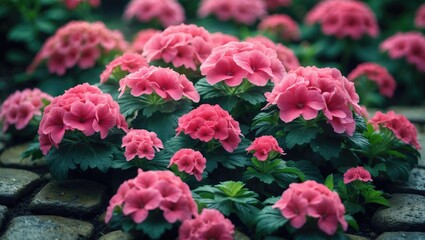 Blooming vibrant pink and red flowers in close-up, with a floral wallpaper backdrop featuring pink and red blooms.