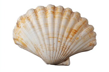 A single isolated scallop shell against a plain white background