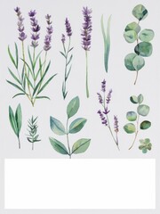 Obraz premium A watercolor illustration of various herbs and plants, including lavender and eucalyptus, arranged on a light background.