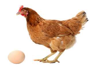 Fototapeta premium Brown Hen with Egg, Side View, on Transparent Background