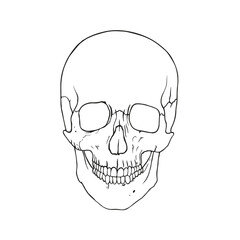 Human skull outline illustration. Anatomy line art drawing. Medicine atlas. Human bone structure.