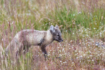 A small arctic fox stands in the grass. Close-up