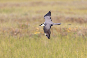 Long-tailed jaeger bird flies over the tundra